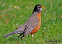 Turdus migratorius